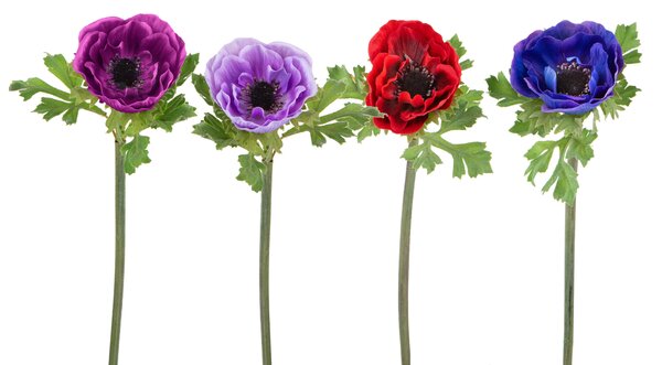 Set 8 Fiori Artificiali di Anemone Multicolore