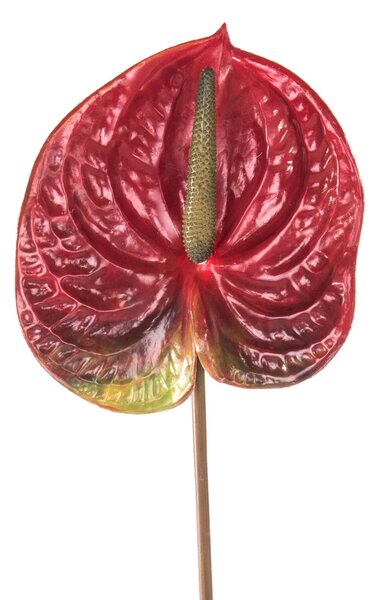 Set 6 Fiori Artificiali di Anthurium Altezza 70 cm Rosso
