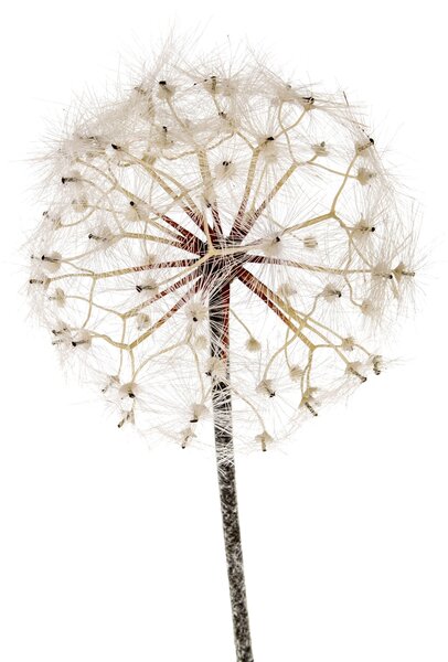 Set 2 Fiori Artificiali di Dandelion Altezza 92 cm