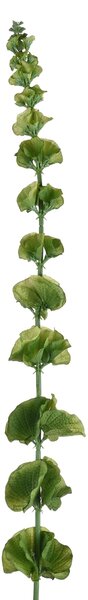 Set 3 Fiori Artificiali di Moluccella Altezza 102 cm Verde