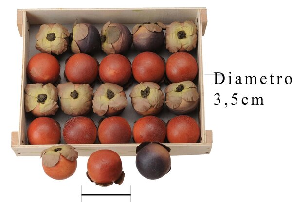Set 6 Sorbe Artificiale 20 Pezzi Larghezza 3,5 cm