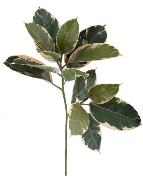 Set 4 Rubber Plant Artificiale 58 cm X 15 Foglie Verde