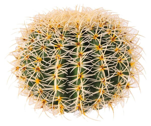 Echinocactus Artificiale