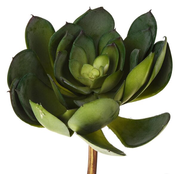 Set 3 Aoenium Cactus Artificiale Altezza 19 cm Verde