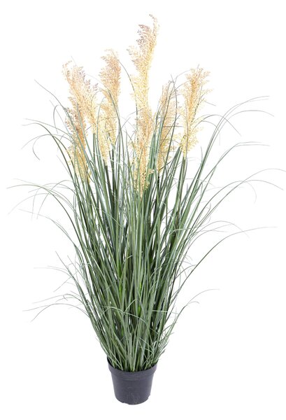 Pianta di Gymerium Artificiale con Vaso H.127 cm