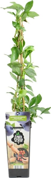 Vaccinium corymbosum "Goldtraube" (mirtillo), altezza 60-70 cm, vaso da 14 cm