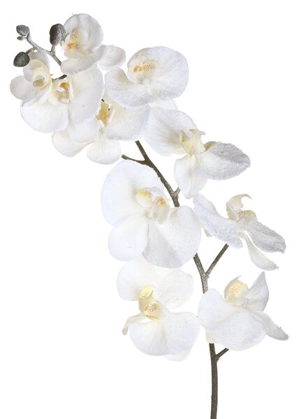 Set 6 Fiori Phalenopsis innevata H120 cm Crema