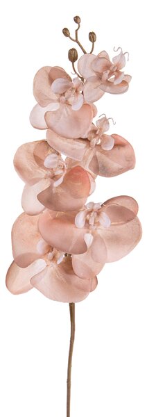 Set 6 Fiori Phalenopsis Br/Gold H81 cm Cipria