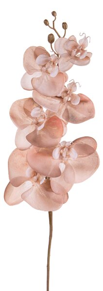 Set 6 Fiori Phalenopsis Br/Gold H81 cm Cipria