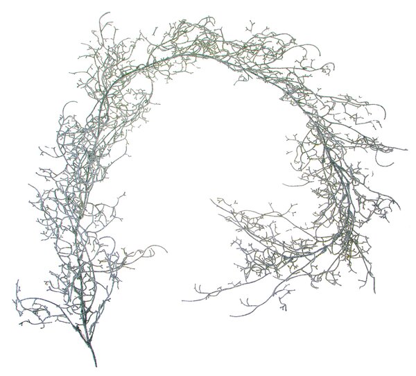 Set 6 Ghirlande Tillandsia 170 cm Grigio