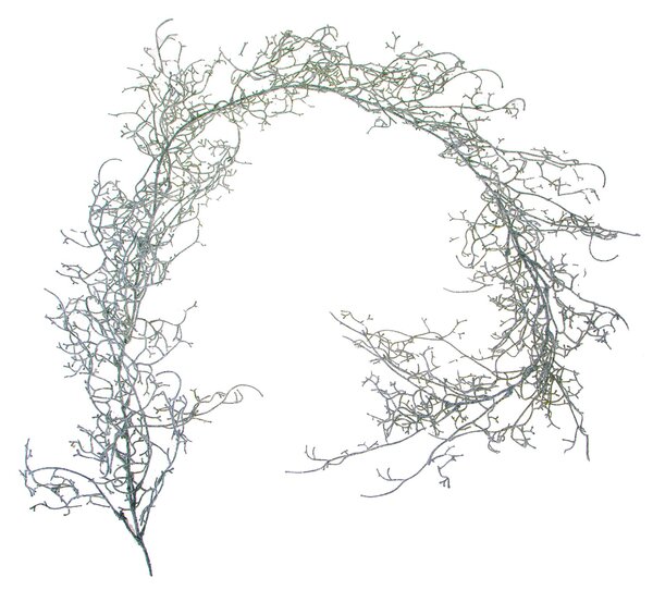 Set 6 Ghirlande Tillandsia 170 cm Grigio