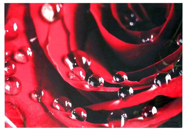 Quadro dettaglio rosa rossa cm 80x60x2,8