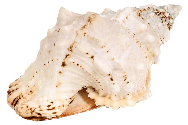 Conchiglia Bursa Bubo Larghezza 23 cm