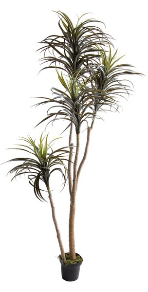 Pianta Artificiale Nolina Recurvata H 210 cm