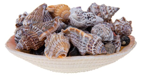 Set 12 Conchiglie Assortite con Cesti Larghezza 10 cm