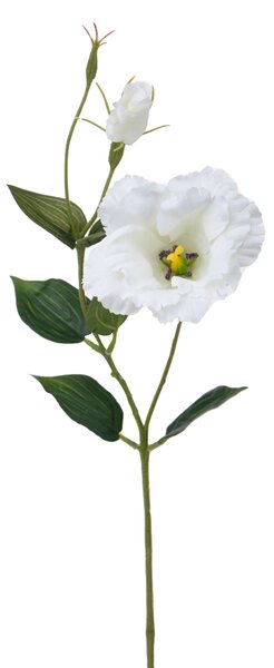 Set 12 Rami Artificiali Lisianthus 2 Fiori H 60 cm