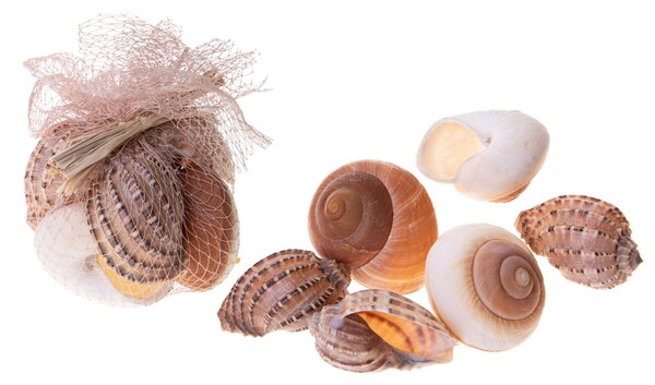 Set 12 Conchiglie Haliotes Lamarckiana Larghezza cm
