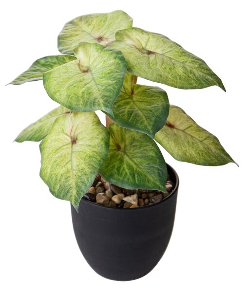 Set 3 Piante Artificiali Syngonium Podophyllum in Vasi 26 cm
