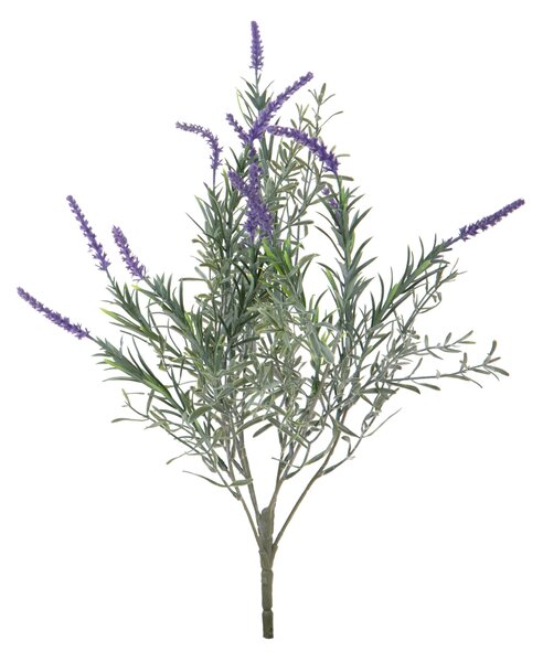 Set 4 Cespugli Lavanda 50 cm