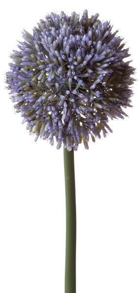 Set 6 Fiori Artificiali di Allium H 66 cm