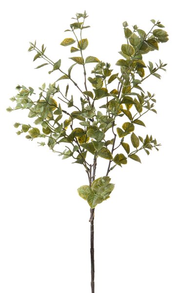 Set 6 Rami Artificiali Ruscus Orientale H 68 cm