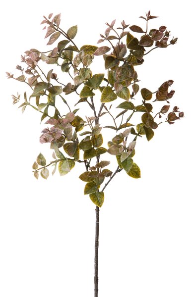Set 6 Rami Artificiali Ruscus Orientale H 68 cm