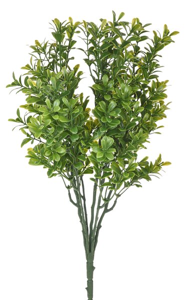 Set 8 Cespugli Bosso Buxus Ø 38 cm