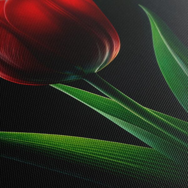 Quadro su tela – Fiore di tulipano nella notte