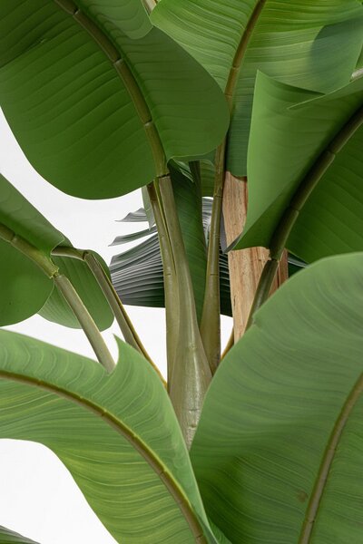 Pianta Artificiale di Banano Ø180x320 cm in Plastica con Vaso Verde