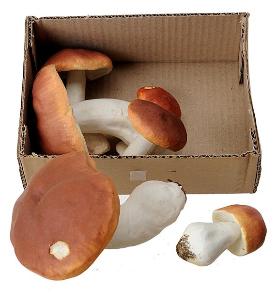 Set 12 Porcini Artificiali Assortiti H 22 cm