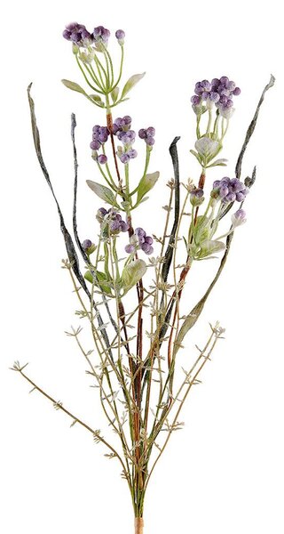 Morella Viola