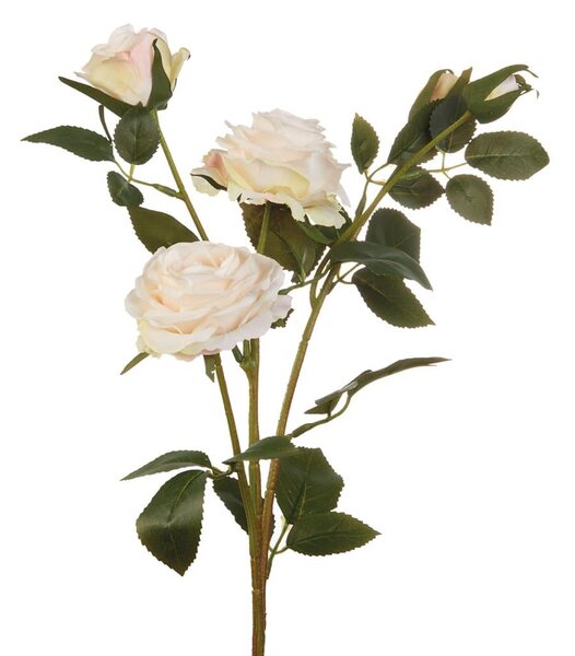 Rose bianche