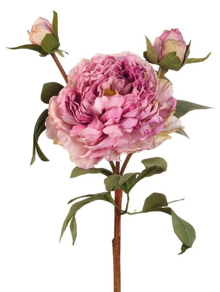 Peonia viola