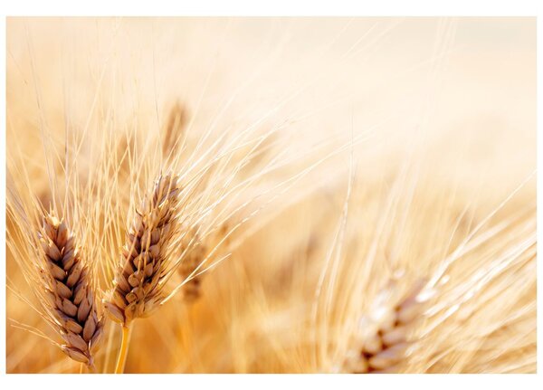 Carta da parati – Campo di grano
