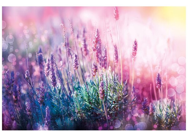 Carta da parati – Fiori magici di lavanda