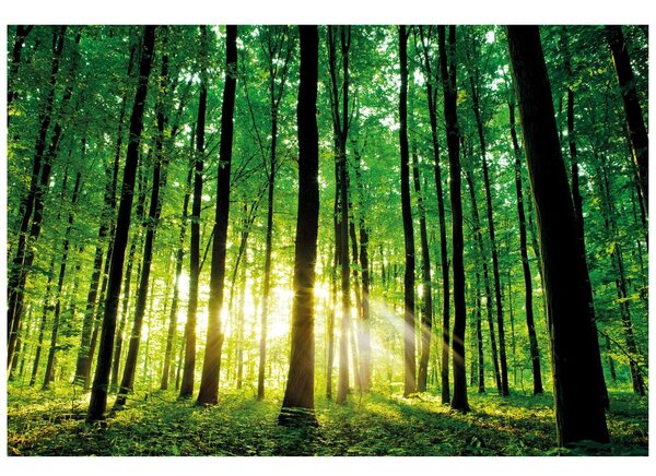 Carta da parati – Freschezza della foresta