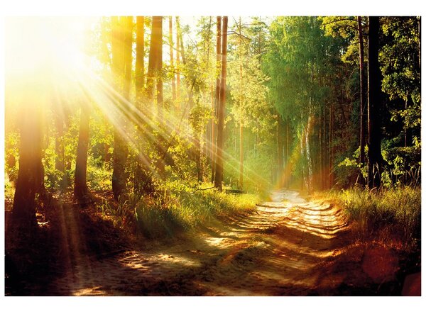 Carta da parati – Raggi di sole nella foresta