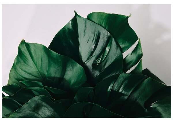 Carta da parati – Foglia di monstera