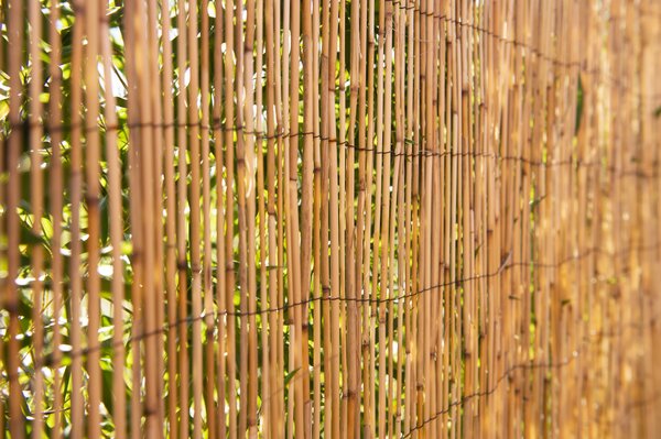 Arella bambù L 3 x H 1.5 m