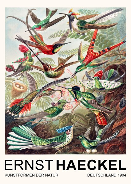 Stampa artistica Trochilidae Kolibris Birds Vintage Academia - Ernst Haeckel, (30 x 40 cm)