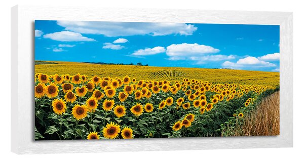 Dipinto incorniciato su tela Girasoli 136x76 cm