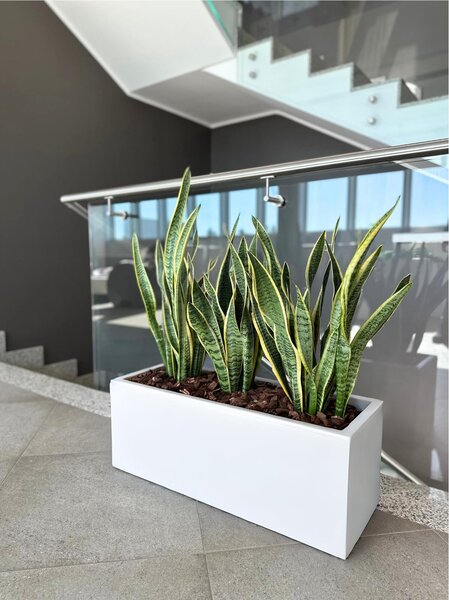 Fioriera rettangolare porta vaso h 50 OASI Dimensione 30x60x h 30 cm per uso interno esterno peso 4,5 kg colore bianco