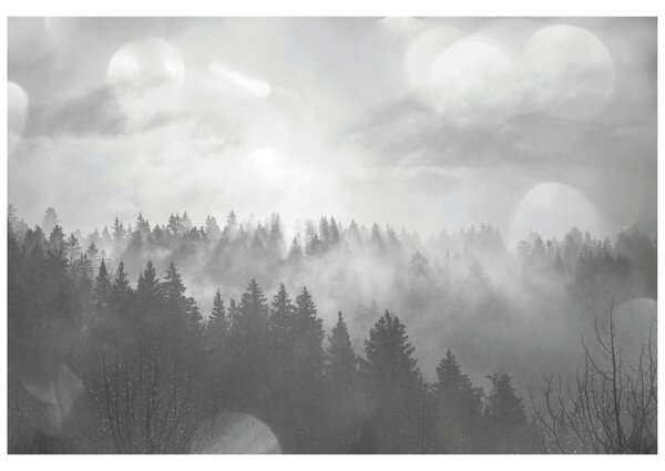 Carta da parati – Nebbia in bianco e nero sopra la foresta