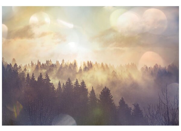 Carta da parati – Nebbia sopra la foresta