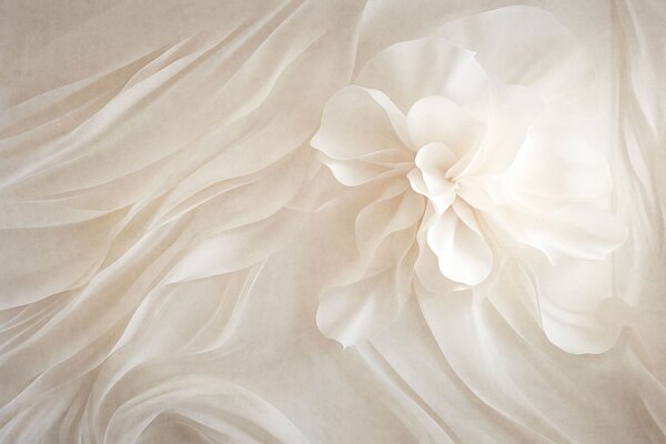 Carta da parati Un voluminoso fiore bianco tra forme delicate e fluide, Carta da parati Buffer, w05894 : Uwalls.it