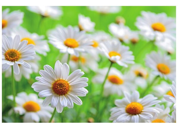 Carta da parati – Prato primaverile pieno di fiori