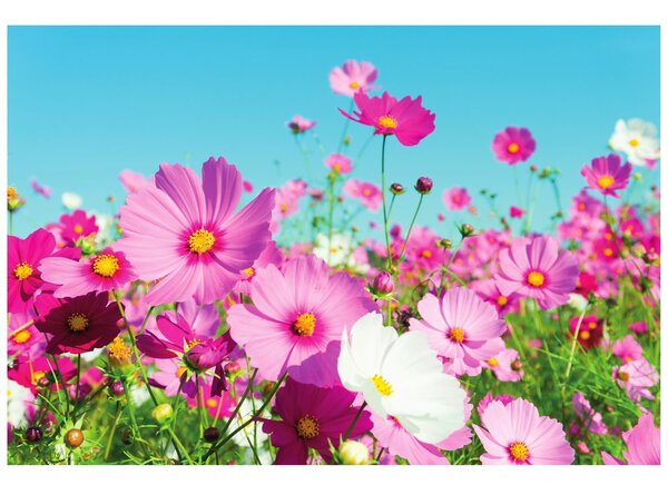 Carta da parati – Prato di Fiori Primaverili