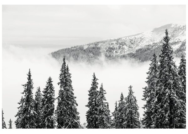 Carta da parati – Alberi di pino innevati bianco e nero