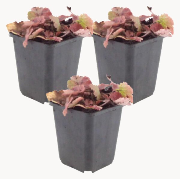 Set di 3 piante artificiali Foam Flower Tiarella Cordifolia