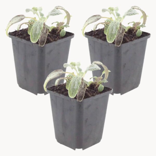 Set di 3 piante vere Lamb's Ear Stachys Byzantina Silver Carpet